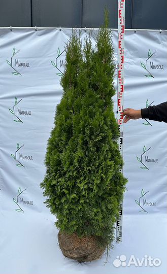 Туя Смарагд, Брабант, Колумна