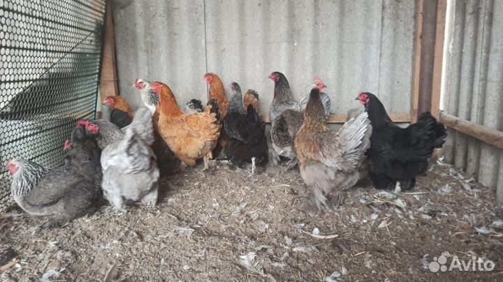 Куры Брама,Кохи,Петухи,Утки Подсадные