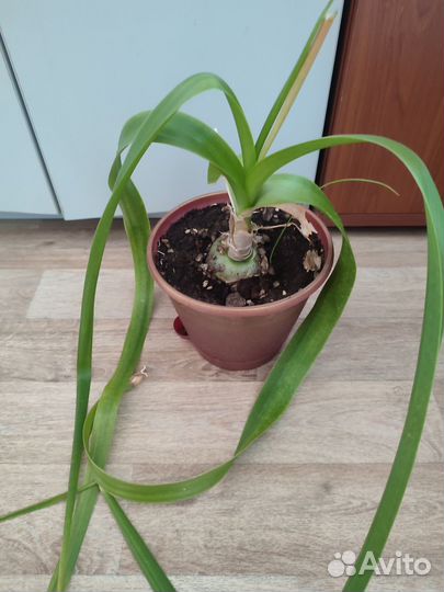 Индийский лук