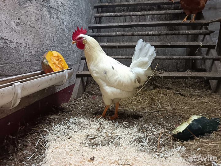 Молодые петухи