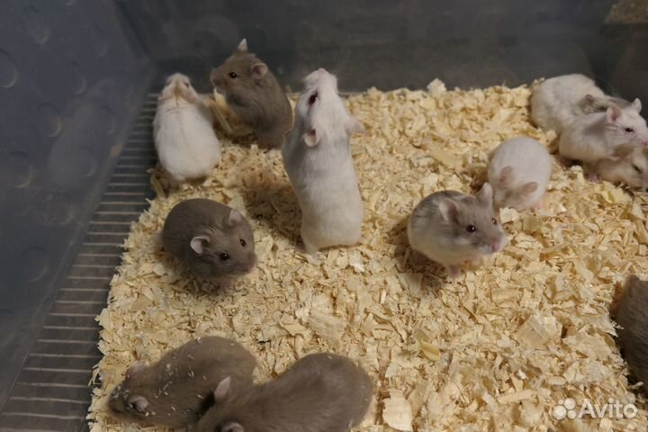 Ручные хомяки кэмпбелла, живут парами, не пахнут