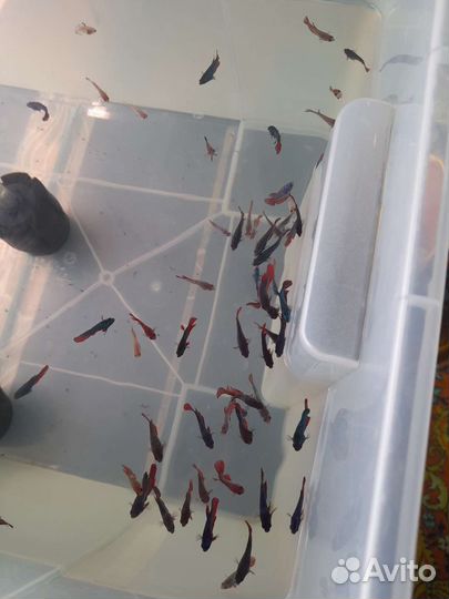 Петушки, креветки, улитки, неоны и гуппи