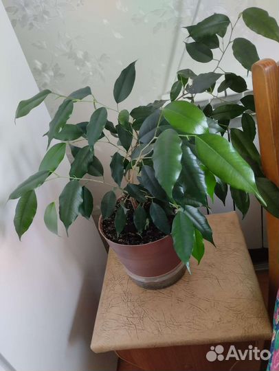 Фикус бенджамина