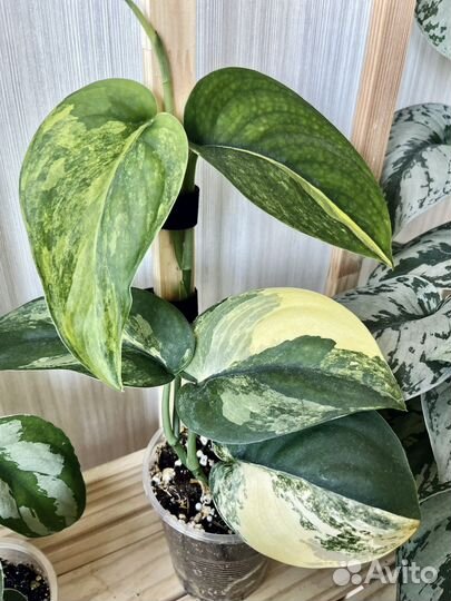 Сциндапсусы