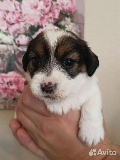 Щенки жесткошерстные джек Рассел терьер