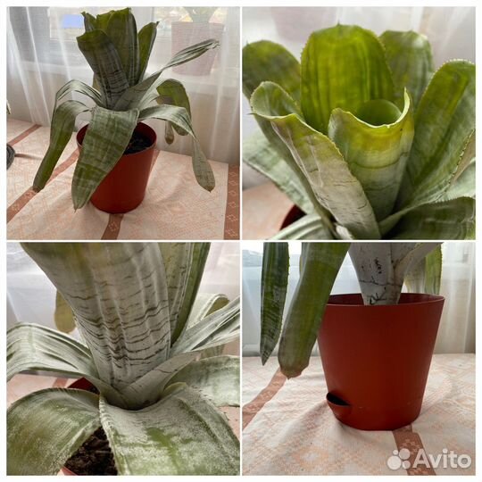 Комнатные цветы Эхмея полосатая / домашний цветок