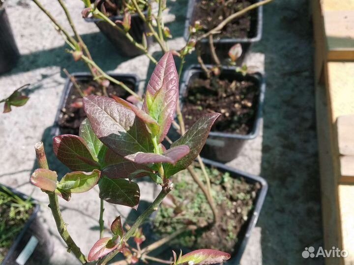 Саженцы голубики 2х летние