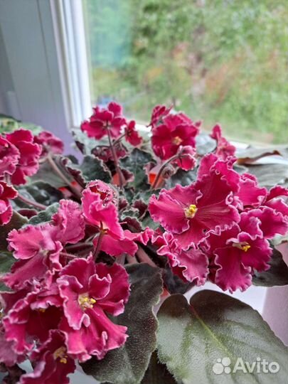 Фиалка бордовая