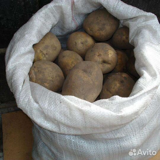 Продам картофель