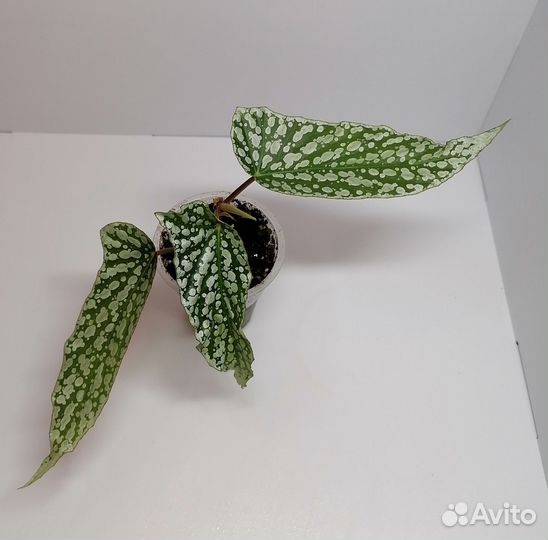 Бегонии природные