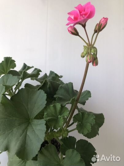 Пеларгония герань