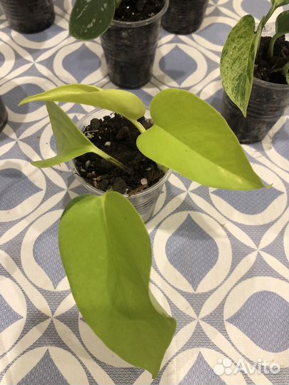 Филодендрон и Сциндапсус