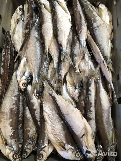 Вяленая рыба от производителя