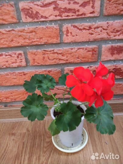 Герань разная