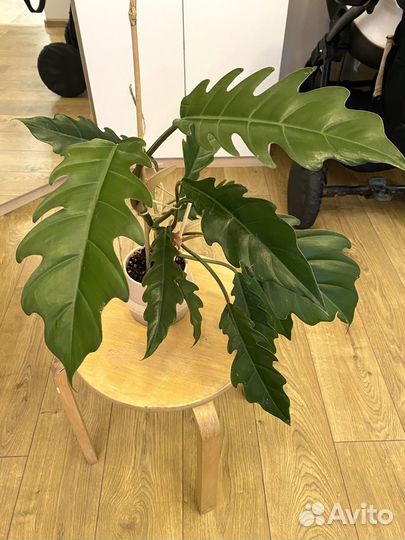 Филодендрон карамель марбл плуто