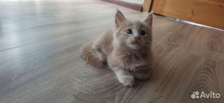 Котята мейн-кун