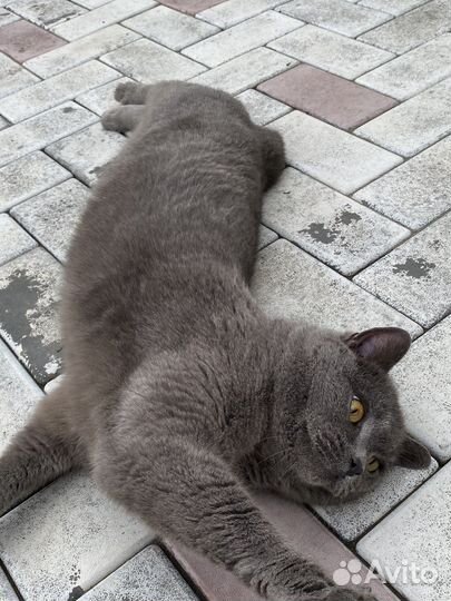 Отдам кота в добрые руки