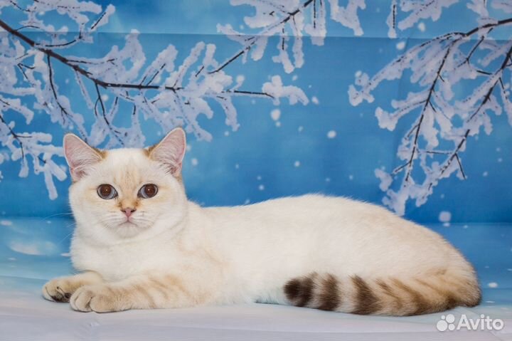 Британский кот Ny 1133 с родословной Вязка