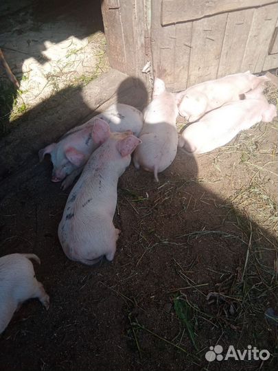 Поросята ландрас