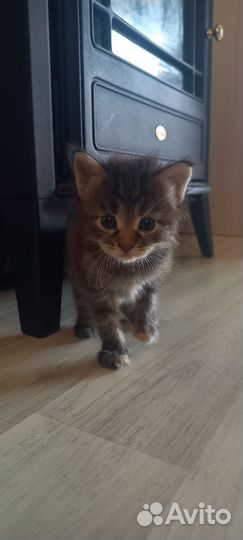 Котята мейн-кун