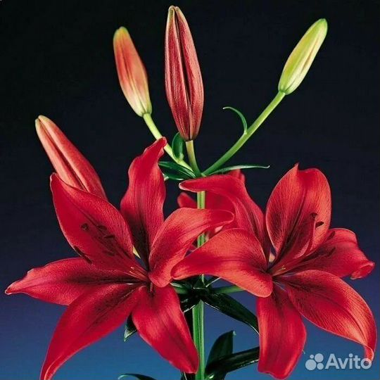 Авторские букеты с лилиями ,доставка по спб и ло