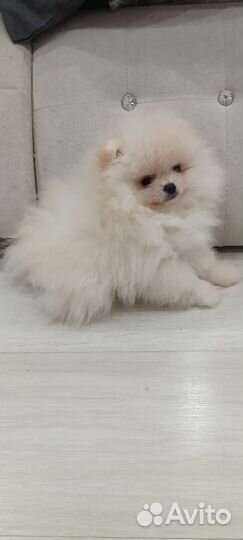 Помераночка красоточка