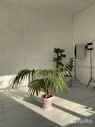 Аренда Фотостудия