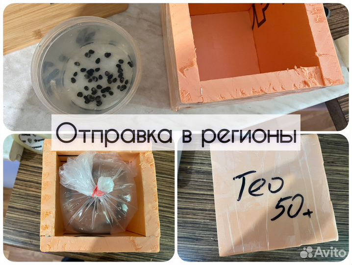 Улитки Теодоксус. Доставка. Самовывоз