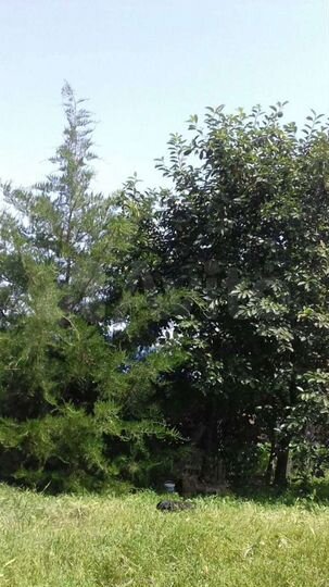 Дом 38,2 м² на участке 9 сот.