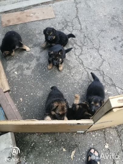 Немецкая овчарка