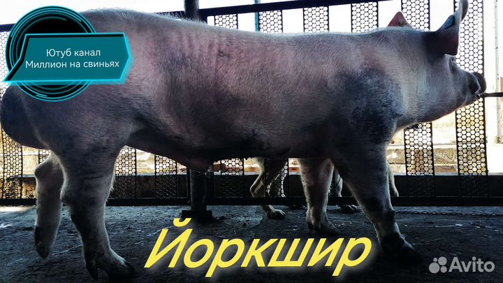 Семя хряка. Искусственное осеменение свиней