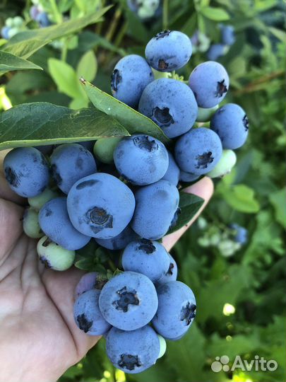 Голубика садовая саженцы