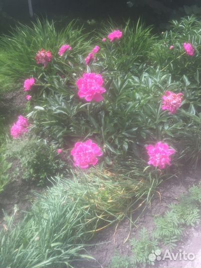 Пионы ранние,бордовые