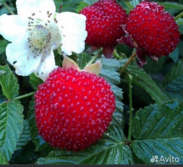 Малина тибетская