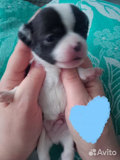 Щенки чихуахуа