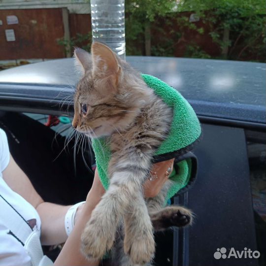 Котик в добрые руки