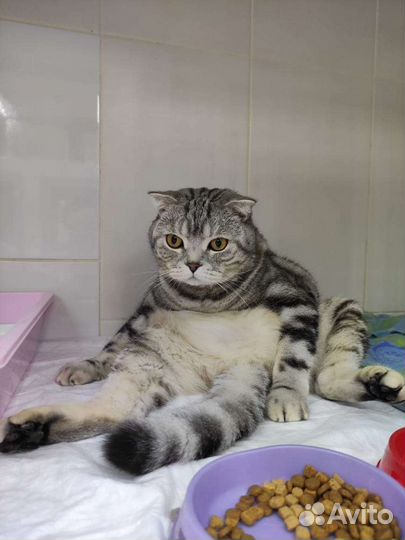 Кастрация, стерилизация, вакцинация и др. услуги