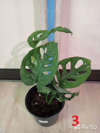 Кодиеум / Кротон, разные виды