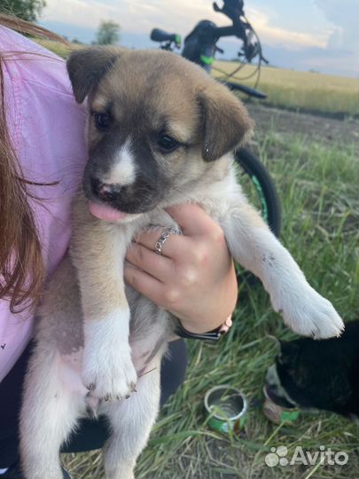 Щенок хаски метис