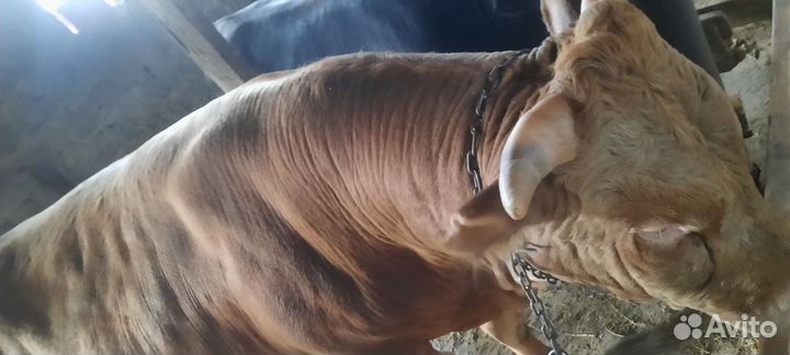 Продаётся бычки