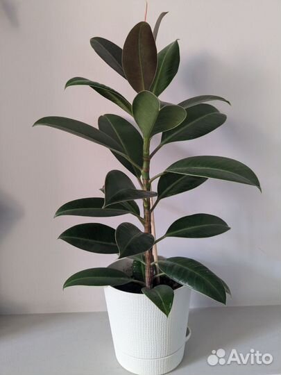 Фикус мелани