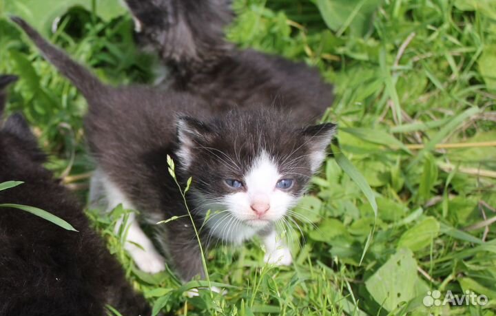 Кот 2 (07.06.2023 г.), чёрно-белый (симметричный)