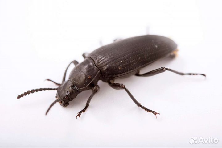 Аренда крупных насекомых для фотосессии