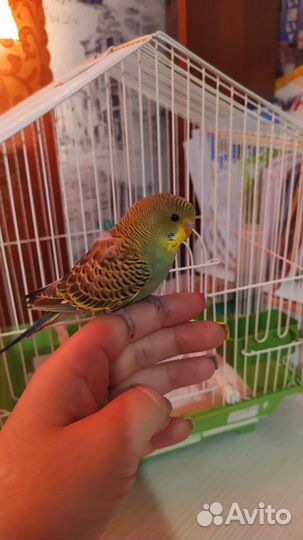 Волнистый попугай с клеткой