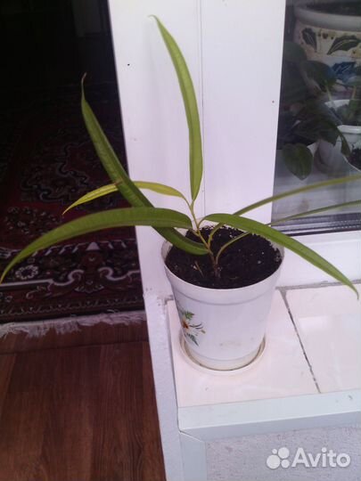 Фикус Биннендийка Амстел Голд