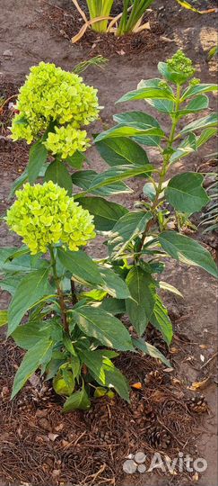 Гортензия BG