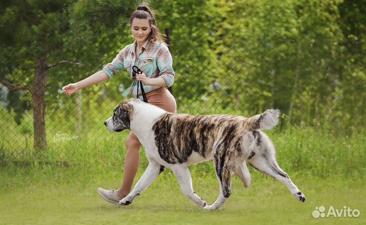 Хендлер Новосибирск и Академ