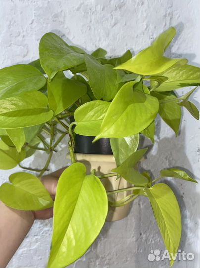 Эпипремнум и сциндапсус срез