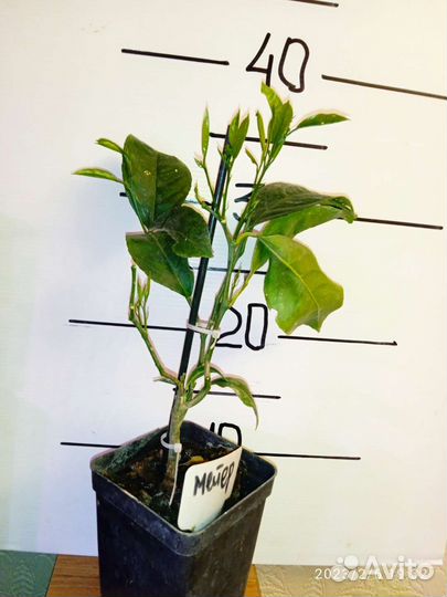 Лимон Мейера плодоносящие