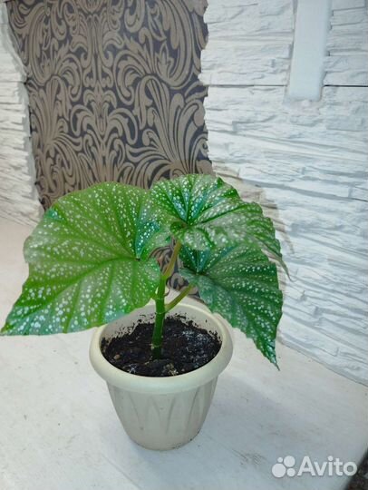 Бегония декоративно лиственная